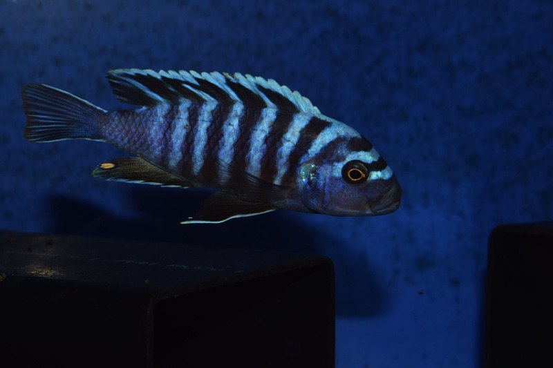 Cynotilapia zebroides 'Lupingu'